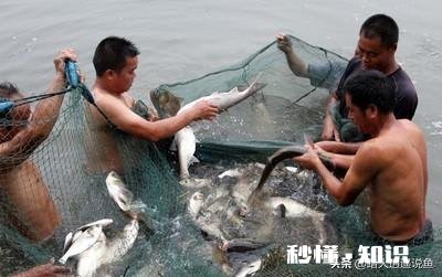 养殖鱼虾，遇到鱼虾肠炎怎么办有好的治疗方法和技巧吗