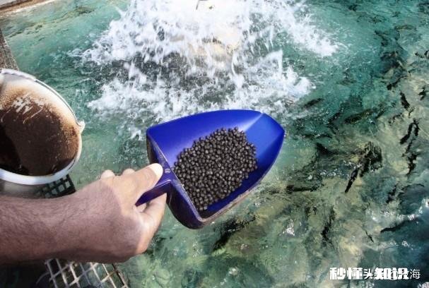 养殖鱼虾，遇到鱼虾肠炎怎么办有好的治疗方法和技巧吗