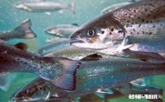 养殖鱼虾，遇到鱼虾肠炎怎么办有好的治疗方法和技巧吗