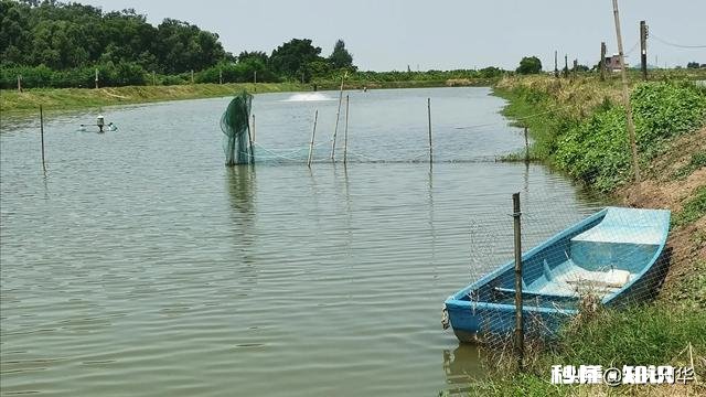 养殖鱼虾，遇到鱼虾肠炎怎么办有好的治疗方法和技巧吗