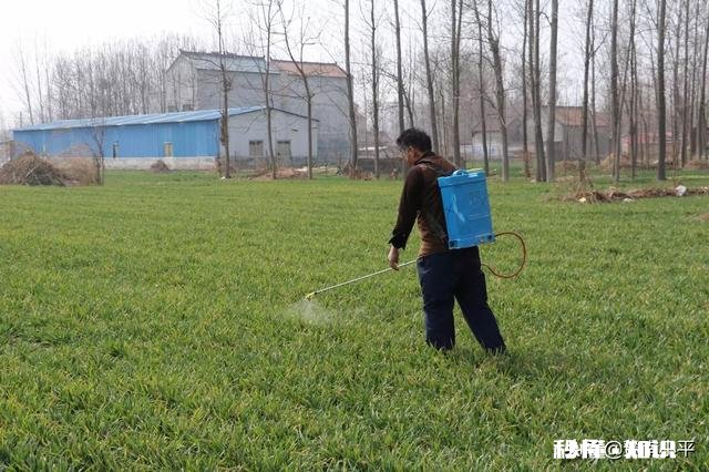 今年小麦黄白叶是什么原因