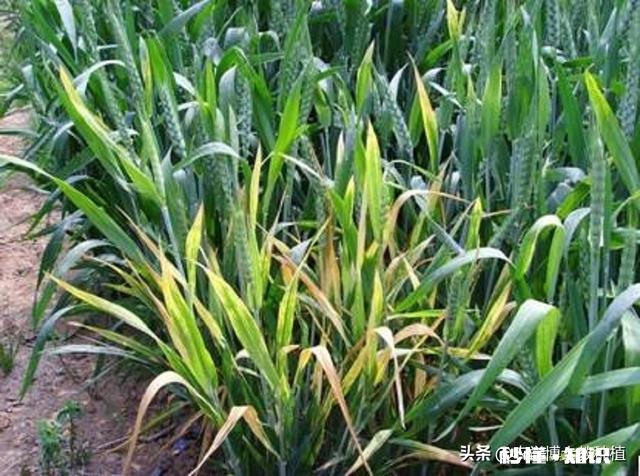 今年小麦黄白叶是什么原因