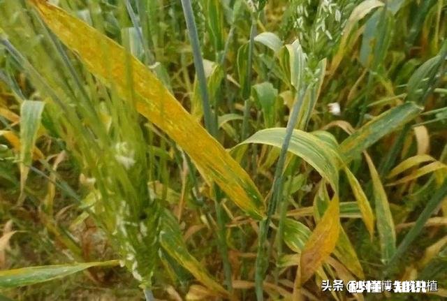 今年小麦黄白叶是什么原因