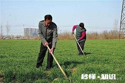 今年小麦黄白叶是什么原因