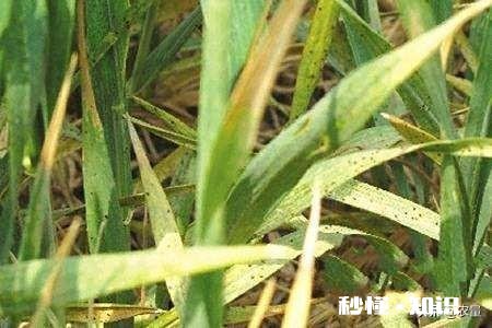 今年小麦黄白叶是什么原因