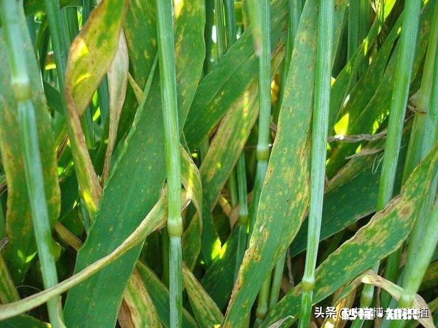 今年小麦黄白叶是什么原因