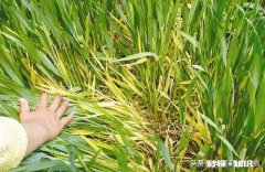 今年小麦黄白叶是什么原因