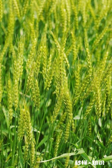 今年小麦黄白叶是什么原因