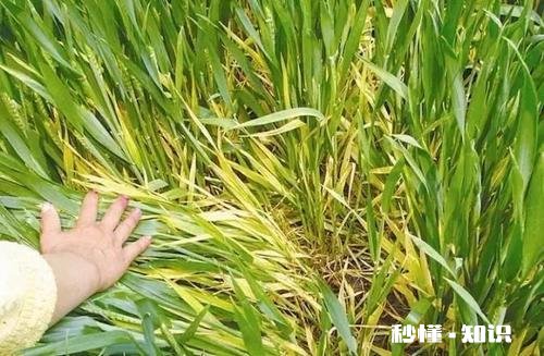 今年小麦黄白叶是什么原因