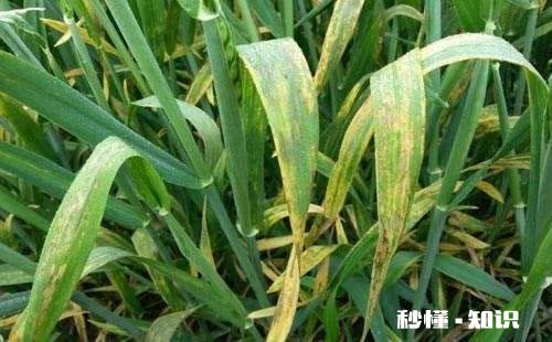 今年小麦黄白叶是什么原因