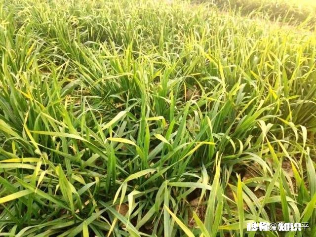 今年小麦黄白叶是什么原因