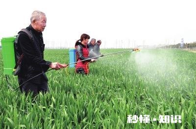 今年小麦黄白叶是什么原因