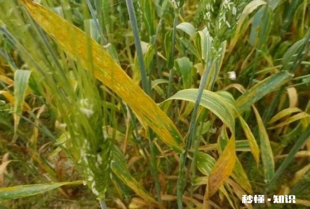 今年小麦黄白叶是什么原因