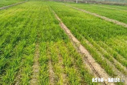 今年小麦黄白叶是什么原因