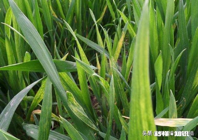 今年小麦黄白叶是什么原因