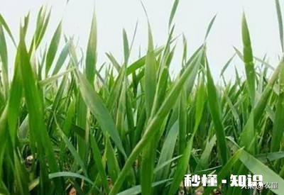 今年小麦黄白叶是什么原因