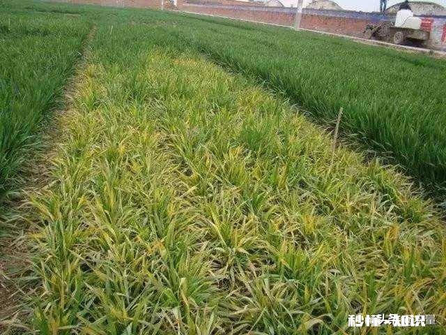 今年小麦黄白叶是什么原因