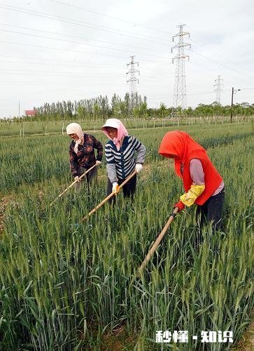 今年小麦黄白叶是什么原因