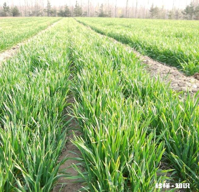 今年小麦黄白叶是什么原因