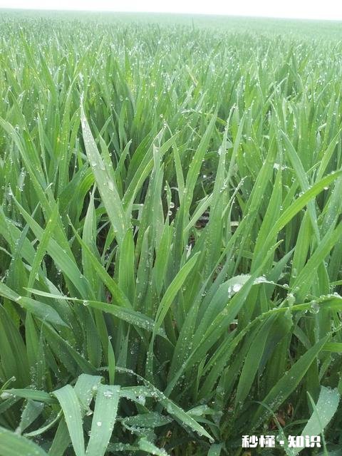 今年小麦黄白叶是什么原因