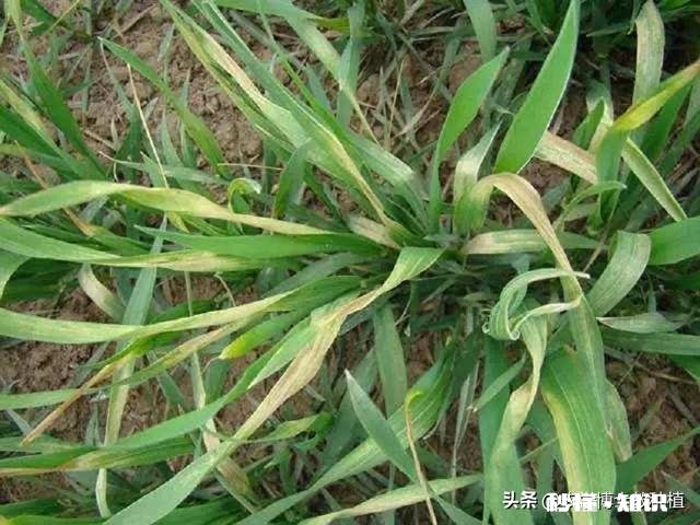 今年小麦黄白叶是什么原因