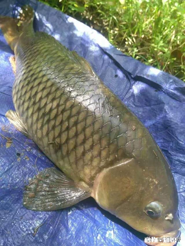 哪种果酸钓鲤鱼最好