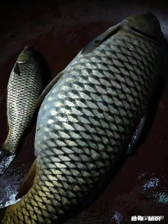 哪种果酸钓鲤鱼最好