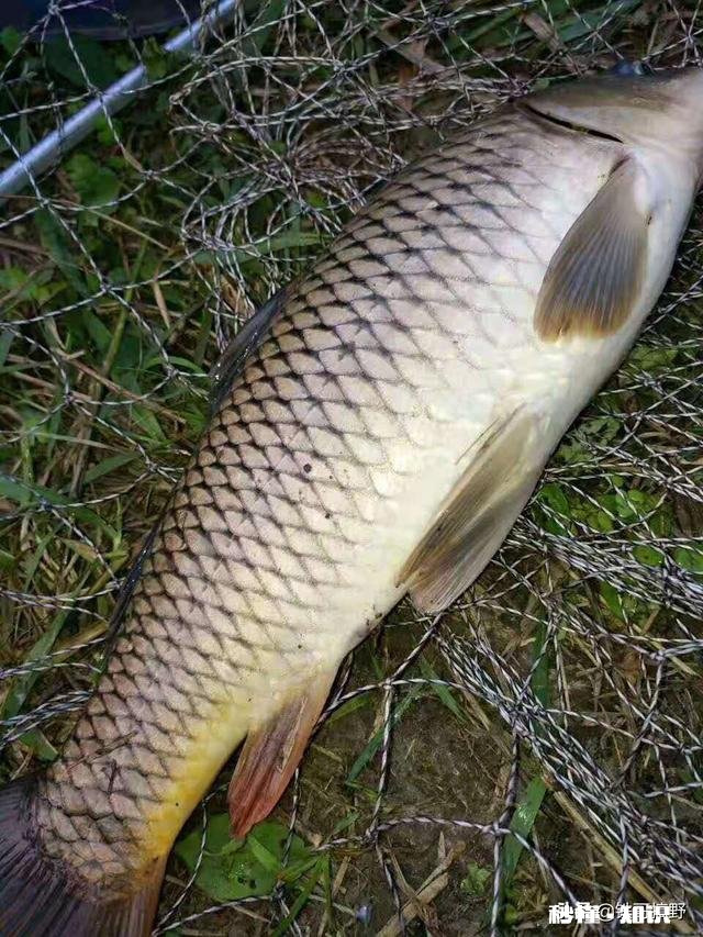 哪种果酸钓鲤鱼最好