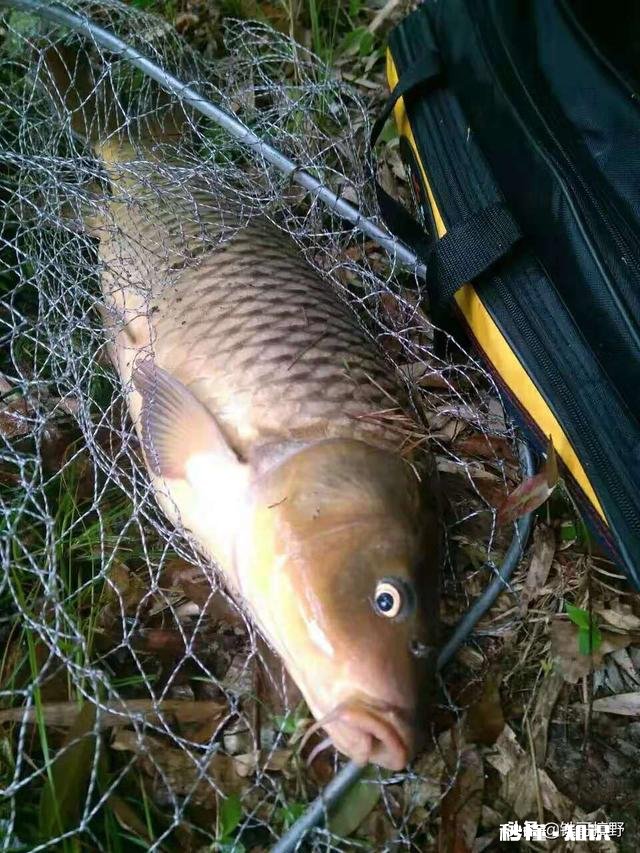 哪种果酸钓鲤鱼最好