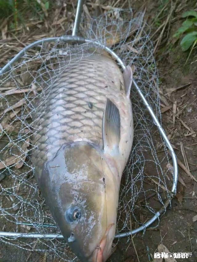 哪种果酸钓鲤鱼最好