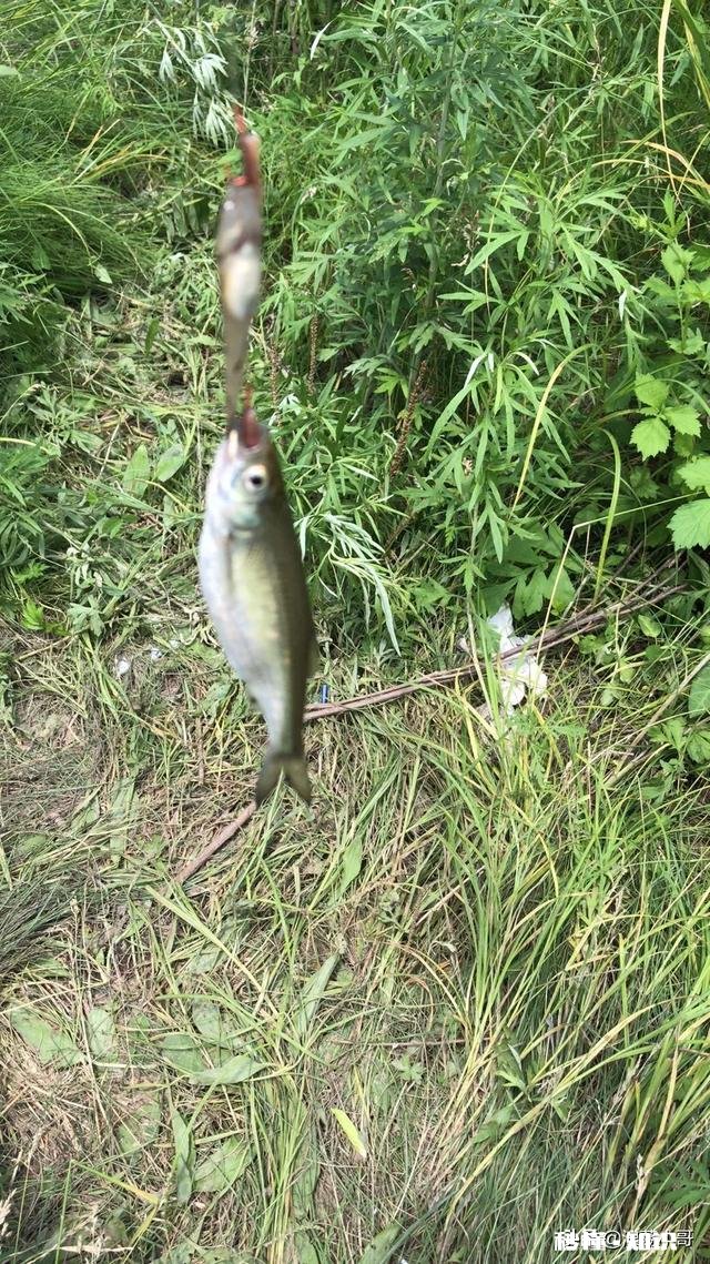 哪种果酸钓鲤鱼最好