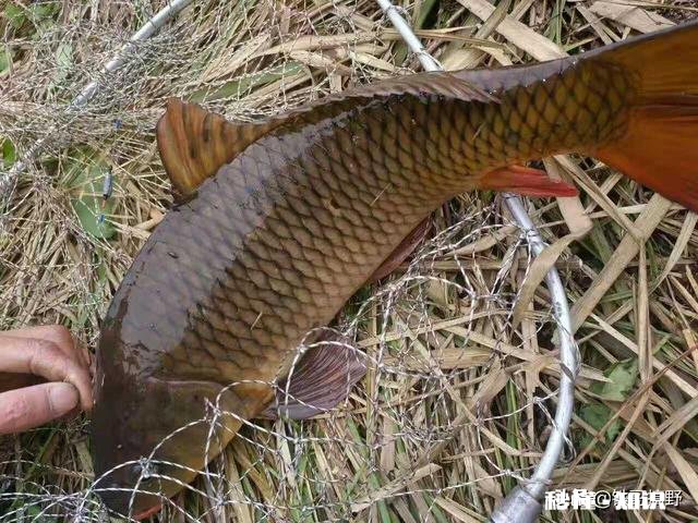 哪种果酸钓鲤鱼最好