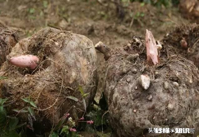 农村种植魔芋前景怎样如何能种植好魔芋