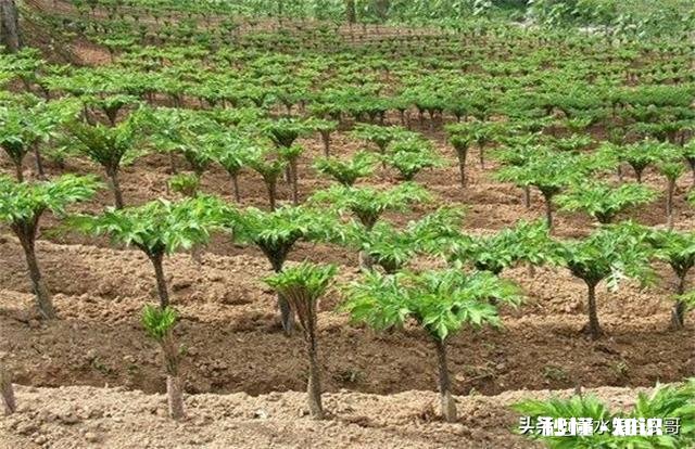 农村种植魔芋前景怎样如何能种植好魔芋