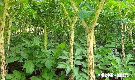 农村种植魔芋前景怎样如何能种植好魔芋