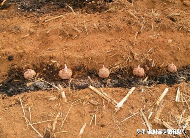 农村种植魔芋前景怎样如何能种植好魔芋