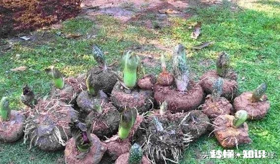农村种植魔芋前景怎样如何能种植好魔芋