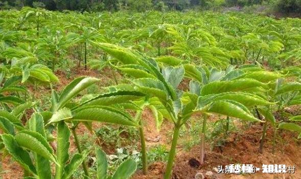 农村种植魔芋前景怎样如何能种植好魔芋