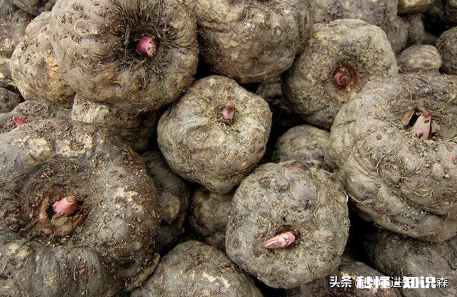 农村种植魔芋前景怎样如何能种植好魔芋