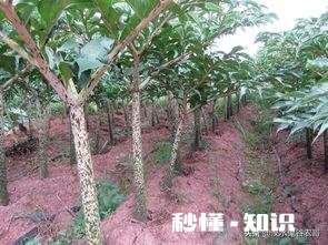 农村种植魔芋前景怎样如何能种植好魔芋