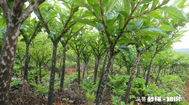 农村种植魔芋前景怎样如何能种植好魔芋