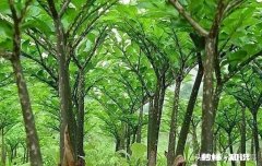 农村种植魔芋前景怎样如何能种植好魔芋