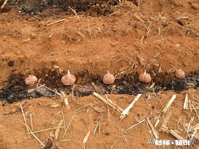 农村种植魔芋前景怎样如何能种植好魔芋