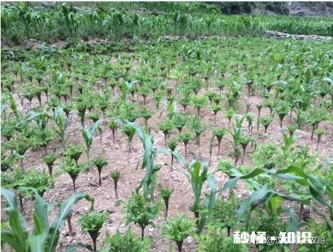 农村种植魔芋前景怎样如何能种植好魔芋