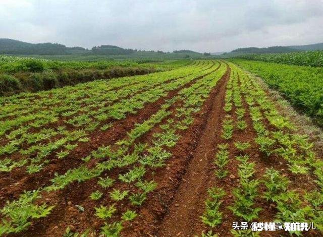 农村种植魔芋前景怎样如何能种植好魔芋
