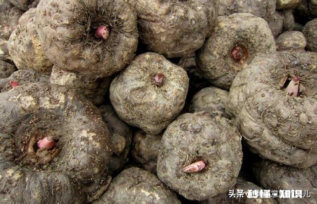 农村种植魔芋前景怎样如何能种植好魔芋