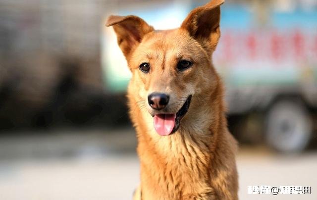 为什么农村的狗会喜欢吃草