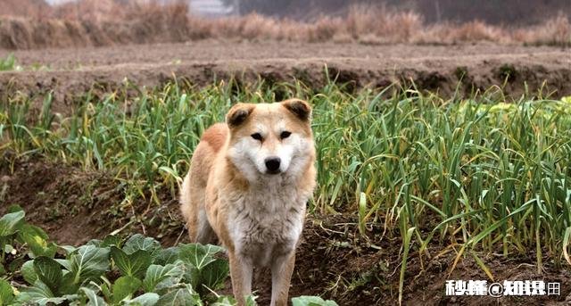 为什么农村的狗会喜欢吃草
