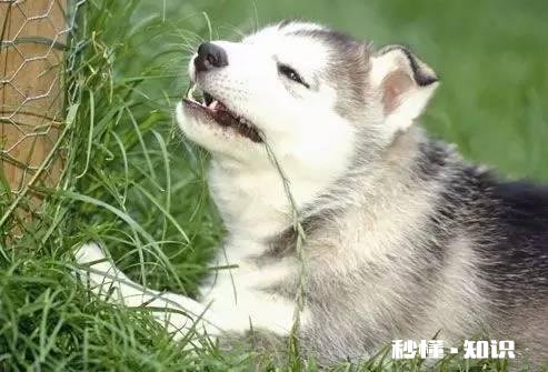 为什么农村的狗会喜欢吃草