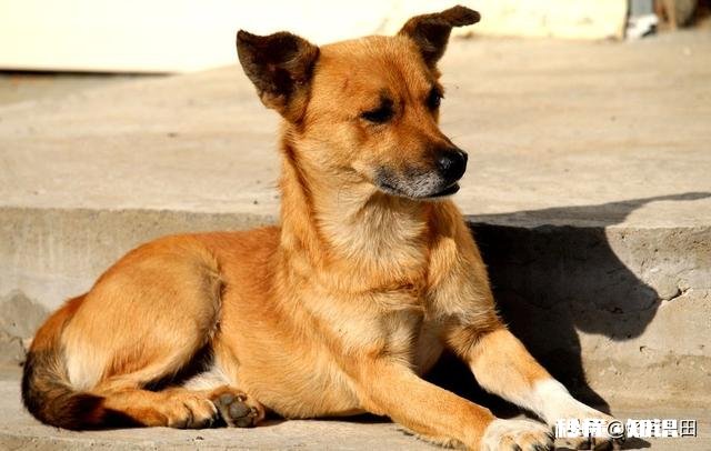 为什么农村的狗会喜欢吃草